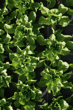 Endive plants growing in greenhouse in Weidenkam Upper Bavaria Germany