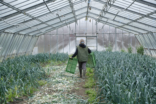 Person harvesting leek in greenhouse on organic farm in Upper Bavaria