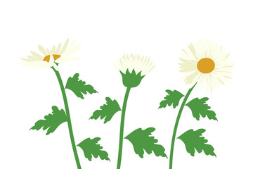 daisy flowers, vector drawing wild plant isolated at white background , hand drawn botanical illustration