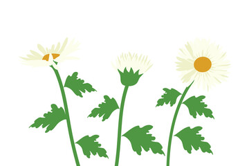 daisy flowers, vector drawing wild plant isolated at white background , hand drawn botanical illustration