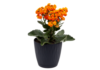 Vibrant indoor plant with small orange flowers and thick green leaves. Isolated object for home decor, gardening, and space greening themes