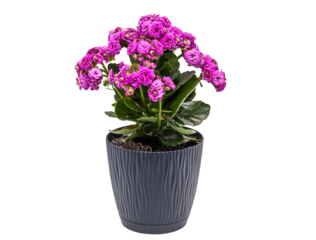 Indoor plant with bright pink double flowers and succulent green leaves. Isolated object symbolizing spring renewal, comfort, and home gardening