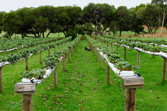 A wessex saddleback pig is feeding among waist high strawberry rows at Macca's Farm - Glen Forbes, Victoria, Australia