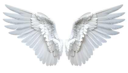 Large, immaculate white feathered wings with intricate detail, spread wide on black background