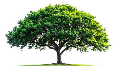 Obraz premium Large isolated tree with full, green canopy, grey trunk, and branches against transparent background