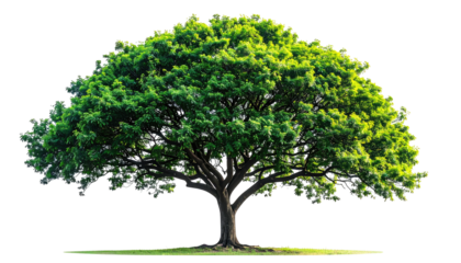 Large isolated tree with full, green canopy, grey trunk, and branches against transparent background