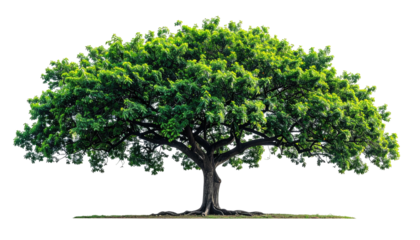 Large, lush green tree with a massive canopy and sturdy trunk, isolated on black background