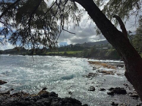Mountain river rapids framed by forest trees
