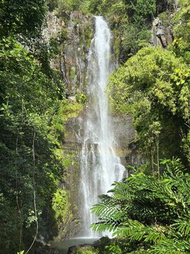 Tall Hawaiian waterfall flowing through lush tropical forest