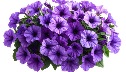 Lush cluster of vibrant purple petunia flowers, detailed petals, and greenery