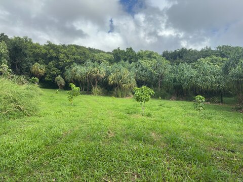 Rolling green meadow landscape with hills and blue sky