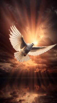 A white dove flies and to symbolise the Holy Spirit and Pentecost