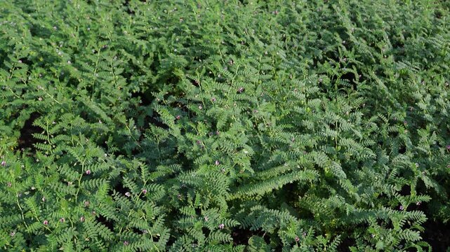 chickpea plants at agriculture field 