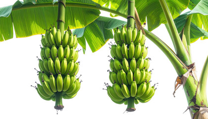Lush green banana bunches hanging from a vibrant plant with large, verdant leaves