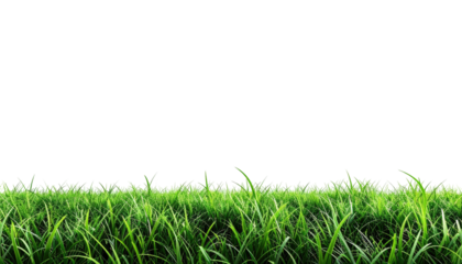 Lush green blades of grass set against an empty, dark background