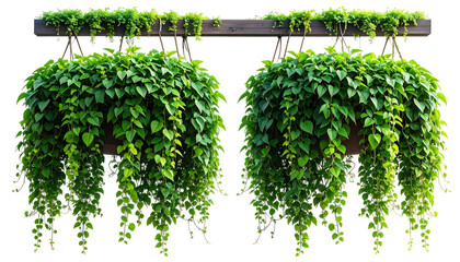 Lush green hanging planters, overflowing with leafy vines, against a black background