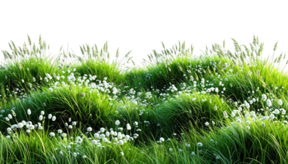 Lush green meadow with fluffy white flowers, set against a stark black background