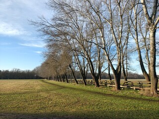 Obraz premium trees in spring