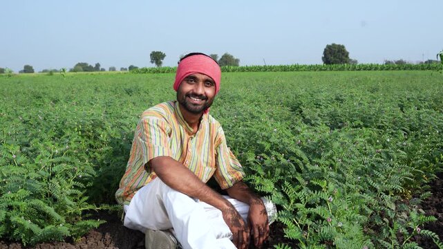 happy farmer at green chickpea agriculture field 