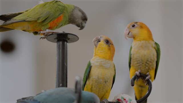 Mixed parakeet species perch closely indoors, engaging in mutual feeding and bonding behavior inside a bird cafe in Japan.