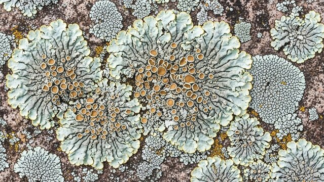 Close up of colorful lichen growth on rocky surface with intricate patterns and textures in shades of green brown and white