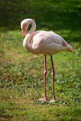 Ein einzelner Flamingo (Phoenicopteridae) steht mit S-f&ouml;rmigem Hals in der Sonne auf einer Wiese vor unscharfem Hintergrund. 