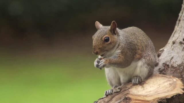 Grey Squirrel Eating A Peanut Sat On Tree Branch In Garden Close Up Slow Motion Daytime Borehamwood Hertfordshire North London UK