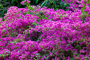 Bougainvillea