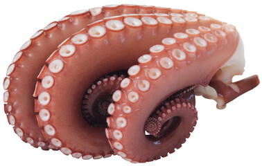 茹でタコ（切り抜き）