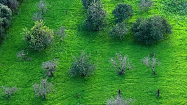 Green pasture interspersed with bare trees over the island&rsquo;s soil
