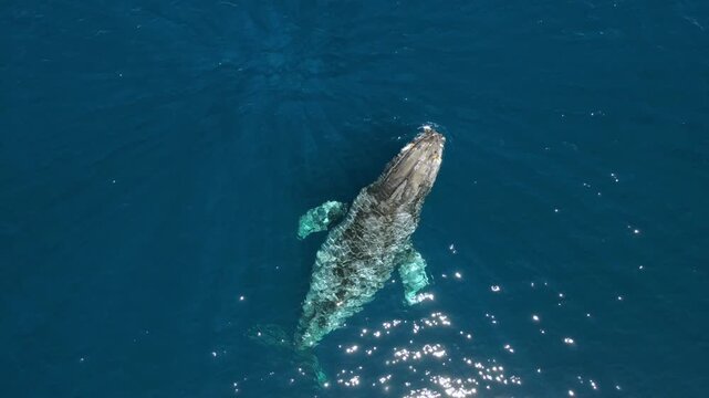 Aerial shot of gray whale surfacing to breathe, en Baja California Sur, Mexico.