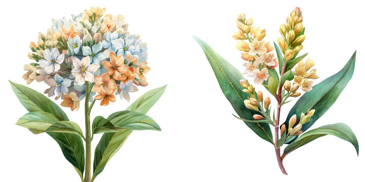 eremurus flower watercolor vector illustration