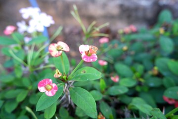 Close-up view of Euphorbia milii flowers after the rain.