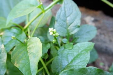 White Malabar spinach or Ceylon Spinach flowers.