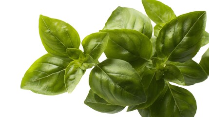 Obraz premium Fresh basil leaves isolated on white background, culinary herb cutout.