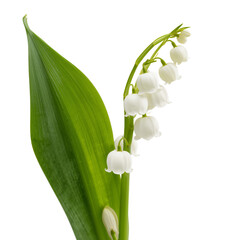 Obraz premium Lily of the Valley Blossoms in Close up Against a Plain Background in Spring