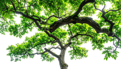 Obraz premium Overhead perspective of a tree with verdant leaves and twisting branches, set against a transparent background