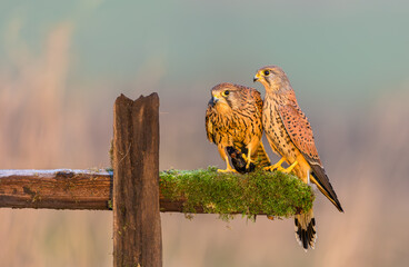 Kestrels on a sunny winter's morning.  Scientific name: Falco tinnunculus.   A male and female Kestrel feeding on a moss covered fence post with remains of a mouse.  Clean background.  Copy space