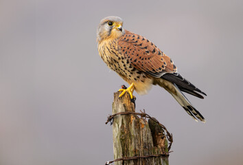 Kestrel on old fence post.   Scientific name: Falco tinnunculus.   Close up of a male Kestrel feeding on old fence post with remains of a mouse.  Clean background.  Copy space