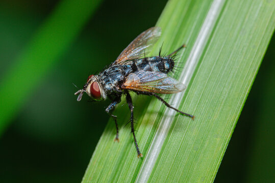 Macro close-up of a fly with red eyes resting on green leaves