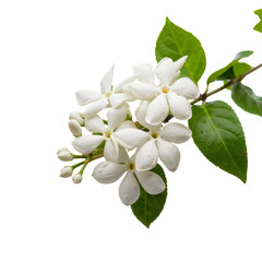Obraz premium White Flowers Grow on a Branch in a Simple Display Against a White Background