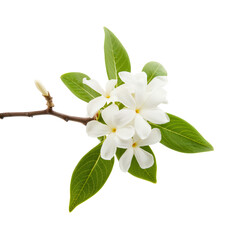 Fototapeta premium Flowering Branch Brings Bright Blooms and Green Leaves to a Simple Setting