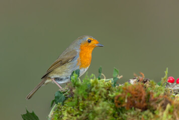Robin Redbreast, Scientific name:  Erithacus rubecula,  in winter.  Close up of a Robin Redbreast bird facing right with green moss and red berries.   Clean background.  Horizontal  Copy space