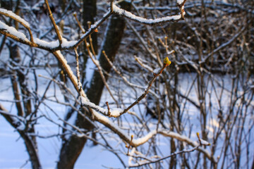 Close up of green tree buds awakening under winter snow