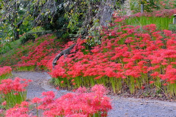 羽黒山公園の彼岸花　宮城県