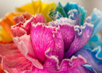 Makro, zbliżenie, tło, tapeta, kolorowe płatki goździka.