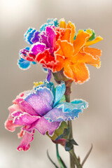 Piękne, kolorowe goździki na jasnym tle. Tęczowe, wielobarwne kwiaty. Symbol LGBTQ lub święta Dnia Matki. Wysokiej jakości zdjęcie pionowe.