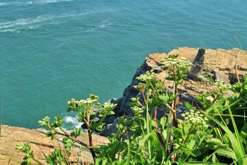 약용식물, 갯방풍