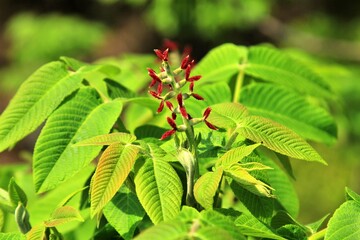 봄에 피는 가래나무 꽃