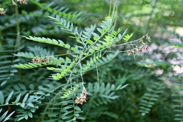 약용식물, 고삼